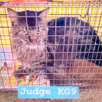 Domestic Medium Hair Cats Available for Adoption in Philadelphia, Pennsylvania - Judge | PetCurious