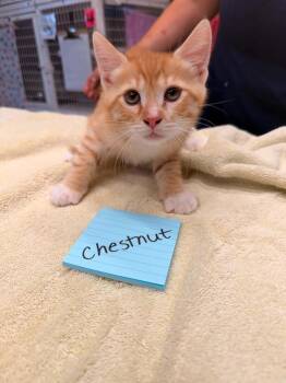Chestnut -  Domestic Short Hair Cat Available for Adoption in Vancouver, Washington - Chestnut | PetCurious