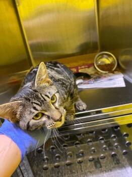 Puffin -  Domestic Short Hair Cat for Adoption in Jackson, Tennessee - Puffin | PetCurious