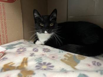 Mina -  Domestic Short Hair Cat for Adoption in Stratham, New Hampshire - Mina | PetCurious