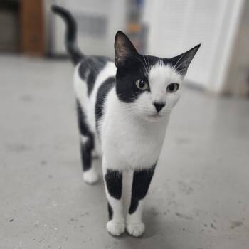 Rescue Domestic Short Hair Cats for Adoption in Laredo, Texas - Dani | PetCurious