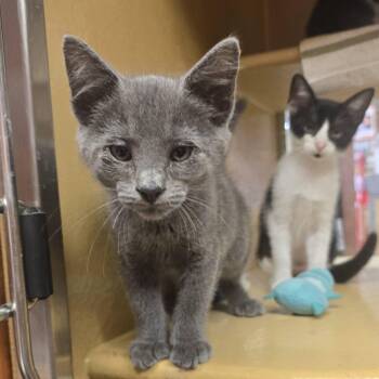 Bosley -  Domestic Short Hair Cat for Adoption in Myrtle Beach, South Carolina - Bosley | PetCurious
