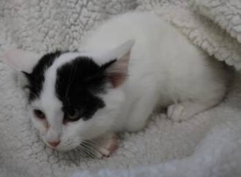 Belle -  Domestic Medium Hair Cat for Adoption in Thief River Falls, Minnesota - Belle | PetCurious