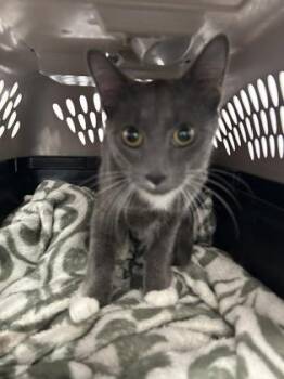 Domestic Short Hair Cats Available for Adoption - Riley | PetCurious