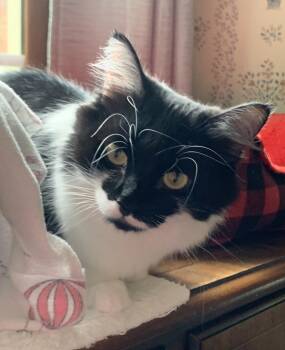 Rescue Domestic Medium Hair Cats for Adoption in Duluth, Georgia - Mini | PetCurious