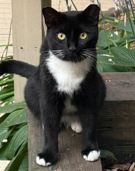 Aster -  Domestic Short Hair Cat for Adoption in New Richmond, Wisconsin - Aster | PetCurious