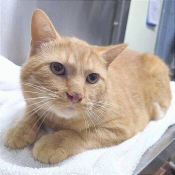 Savick -  Domestic Short Hair Cat for Adoption in Providence, Rhode Island - Savick | PetCurious