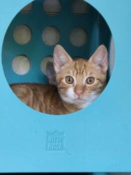 Felix -  Domestic Short Hair Cat for Adoption in Honolulu, Hawaii - Felix | PetCurious
