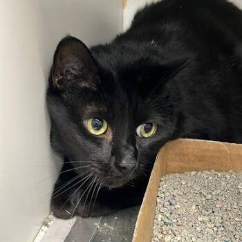 Binx -  Domestic Short Hair Cat for Adoption in Jeffersonville, Indiana - Binx | PetCurious