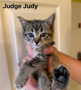 Judge Judy -  Domestic Short Hair Cat for Adoption in Johnson City, Tennessee - Judge Judy | PetCurious