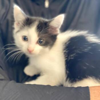 Domestic Short Hair Cats Available for Adoption in Long Beach, California - Kibble | PetCurious