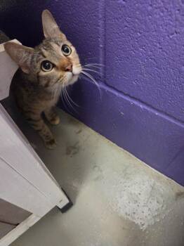 Nona -  Domestic Short Hair Cat Available for Adoption in Bossier City, Louisiana - Nona | PetCurious