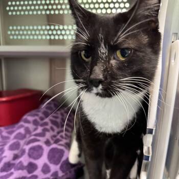 Rescue Domestic Short Hair Cats for Adoption in Seneca, Pennsylvania - Jyn | PetCurious