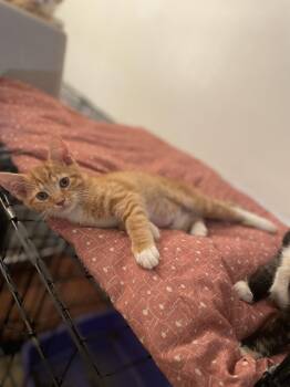 Malawi -  Domestic Short Hair Cat for Adoption in Trenton, New Jersey - Malawi | PetCurious