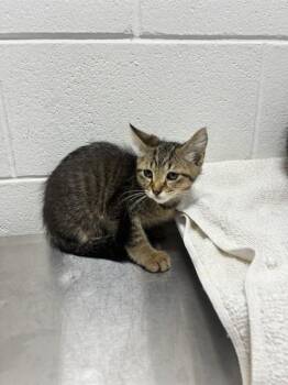 BRIAR -  Domestic Short Hair Cat for Adoption - BRIAR | PetCurious