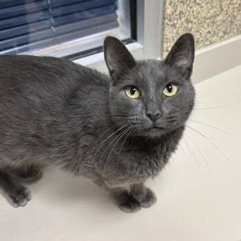 Domestic Short Hair Cats Available for Adoption in Merriam, Kansas - Mike Wheeler | PetCurious