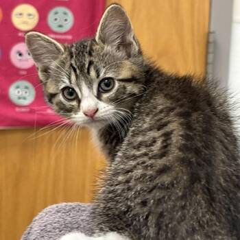 Emerald -  Domestic Short Hair Cat for Adoption in Philadelphia, Pennsylvania - Emerald | PetCurious