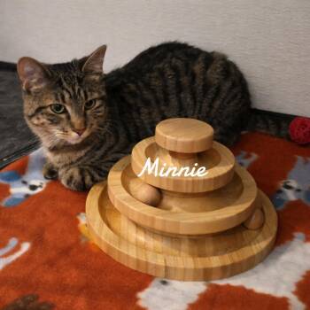 Domestic Short Hair and Tabby Cats Available for Adoption in Naugatuck, Connecticut - Minnie | PetCurious