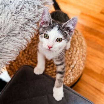 Bryce -  Tabby Cat for Adoption in Grand Rapids, Michigan - Bryce | PetCurious