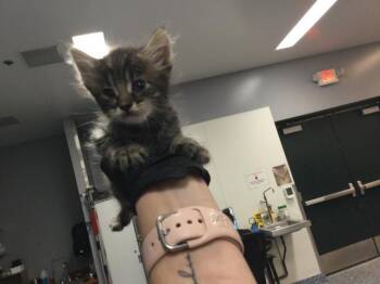 MARSH -  Domestic Short Hair Cat for Adoption in Thousand Palms, California - MARSH | PetCurious