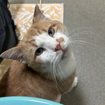 Tau -  Domestic Short Hair Cat for Adoption in Lynchburg, Virginia - Tau | PetCurious