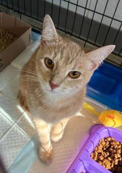 Pikachu -  Domestic Short Hair Cat for Adoption in Cincinnati, Ohio - Pikachu | PetCurious
