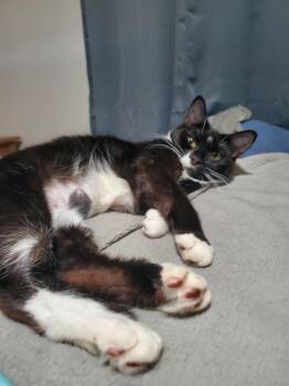 Soup -  Domestic Short Hair Cat for Adoption in Gorham, Maine - Soup | PetCurious
