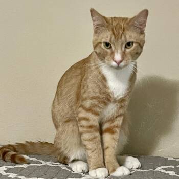 Lucky -  Domestic Short Hair Cat for Adoption in Liverpool, Texas - Lucky | PetCurious