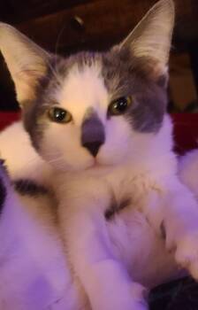 Domestic Medium Hair Cats Available for Adoption - Monster | PetCurious