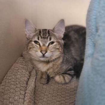 Chili -  Domestic Short Hair Cat for Adoption in New York, New York - Chili | PetCurious
