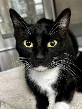 Domestic Short Hair Cats Available for Adoption - Chess | PetCurious