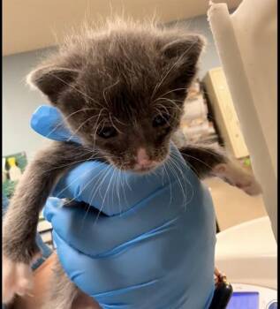 HARRY -  Domestic Short Hair Cat for Adoption in Riverside, California - HARRY | PetCurious