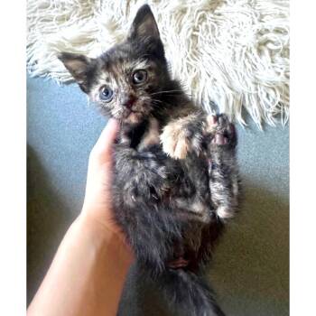 Falafel 12 -  Domestic Short Hair Cat for Adoption in Austin, Texas - Falafel 12 | PetCurious
