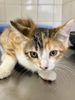 Gnat -  Domestic Short Hair Cat for Adoption in San Antonio, Texas - Gnat | PetCurious