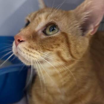 Domestic Short Hair Cats Available for Adoption - Momo | PetCurious