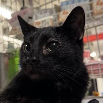 Rescue Domestic Short Hair Cats for Adoption in New York, New York - Scarlett | PetCurious