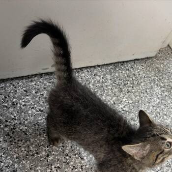 Stuart -  Domestic Short Hair Cat for Adoption in Bryan, Ohio - Stuart | PetCurious