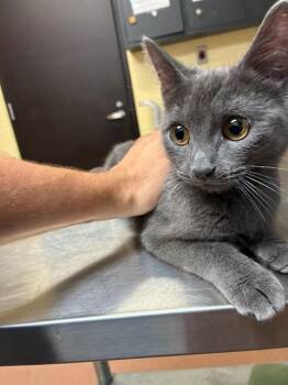 GREYBY -  Domestic Short Hair Cat for Adoption in Cookeville, Tennessee - GREYBY | PetCurious