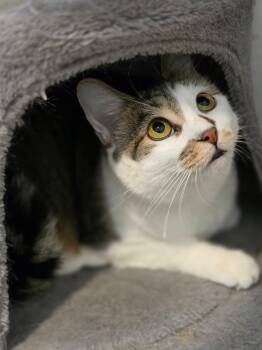 Domestic Short Hair Cats Available for Adoption in Sugar Land, Texas - Jewel | PetCurious