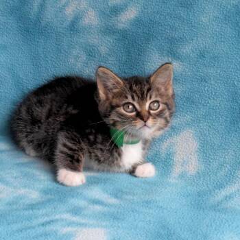 Domestic Short Hair Cats Available for Adoption in Eureka, California - Katia | PetCurious
