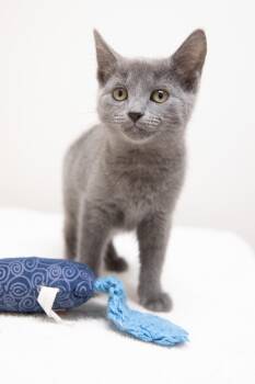 Willa -  Domestic Short Hair Cat for Adoption in Montclair, New Jersey - Willa | PetCurious