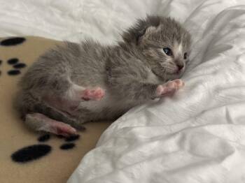 Domestic Short Hair Cats Available for Adoption in Fruit Heights, Utah - Puddles | PetCurious