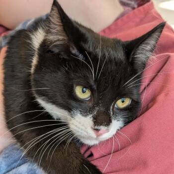 Rescue Domestic Short Hair Cats for Adoption - Adventure | PetCurious