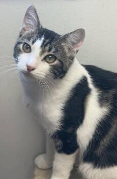 Atlas -  Domestic Short Hair Cat for Adoption in Fremont, Nebraska - Atlas | PetCurious