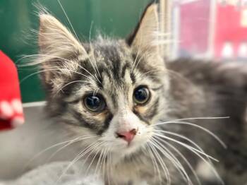 Jackson / Jack Jr. -  Cornish Rex Cat for Adoption in Powell, Ohio - Jackson / Jack Jr. | PetCurious