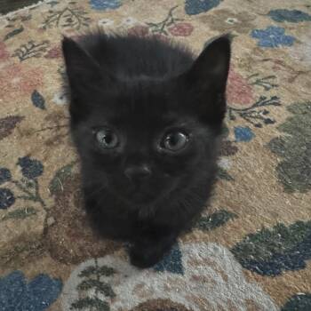 Domestic Short Hair Cats Available for Adoption - Gravelynn 32 | PetCurious