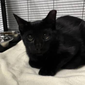 Flo Milo -  Domestic Short Hair Cat for Adoption in St. Louis, Missouri - Flo Milo | PetCurious