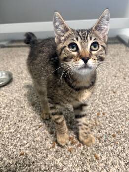 Leo -  Domestic Short Hair Cat for Adoption in Beaverton, Oregon - Leo | PetCurious