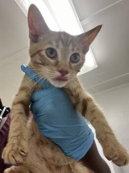 TUT -  Domestic Short Hair Cat for Adoption in Killeen, Texas - TUT | PetCurious