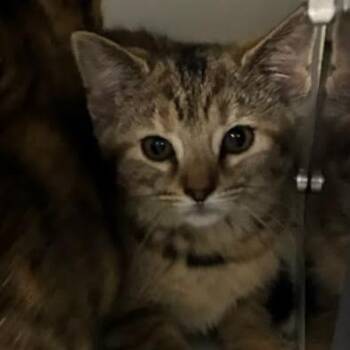 Hazel -  Domestic Short Hair Cat for Adoption in Jeffersonville, Indiana - Hazel | PetCurious